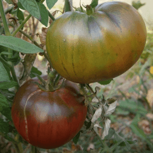 Plant Tomate "Noire de Crimée"