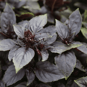 Plant Basilic "Pourpre"