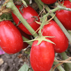 Plant Tomate "Roma"