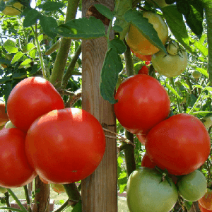Plant Tomate "Merveilles des Marchés"