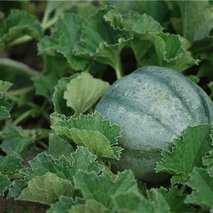 Plant Melon "Charentais Vieille France"