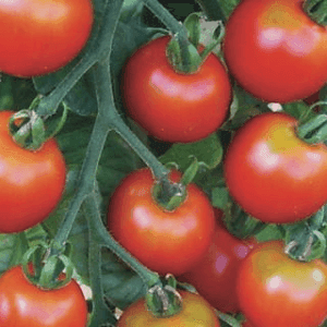 Plant Tomate "Cerise rouge Zuckertraube"