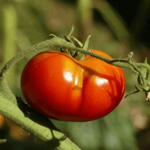 Plant Tomate "Reine des hâtives"