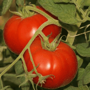 plant de tomate  saint-Pierre