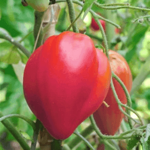 plant de tomate coeur de boeuf