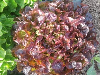 salade feuille de chêne rouge