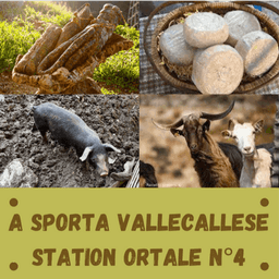 Logo de A sporta vallecallaise - Station Ortale N°4