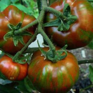 Plant Tomate "Black Zebra"