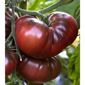 plant de tomate noire de crimée