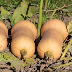 Plant Courge "Butternut"