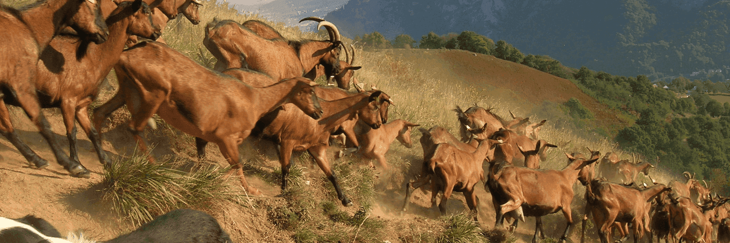Bannière de Ferme des trois corneilles