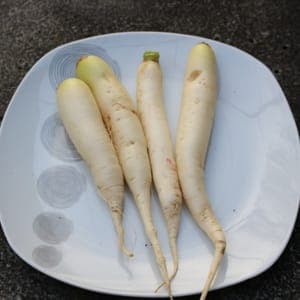 radis daikan