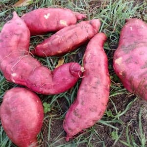 Patate douce Le Potager du Coin