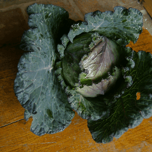 Chou frisé - Deadon