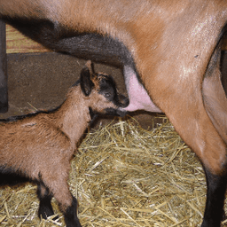 Ferme de la Reversaie #3