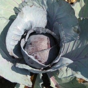 Plant de Chou rouge 'Rodynda' mi-tardif