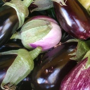 Aubergine