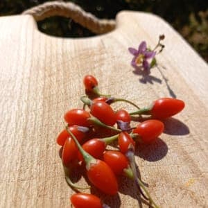 Baies de Goji
