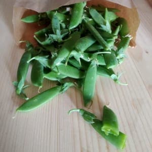 Pois où tout se mange