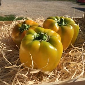 POIVRONS JAUNES (600 Grammes)