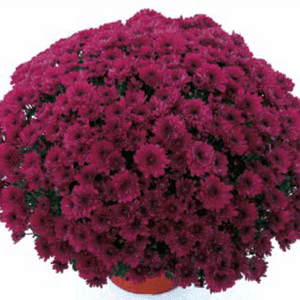Pomponnette 21 cm violette