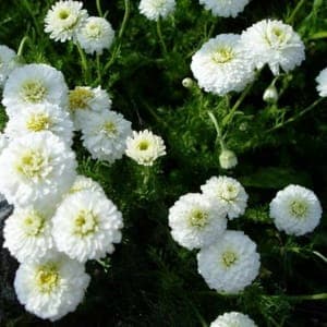 Plante pour infusion : Camomille Romaine