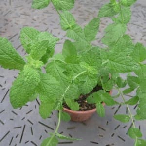 Plant Menthe fraise