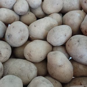 Pomme de terre 