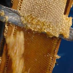 Miellerie "A Travers Champs" #5