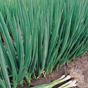 Plant de Ciboule ou Cive de St Jacques 'Allium x cornutum'