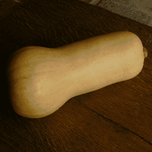 Courge Butturnut