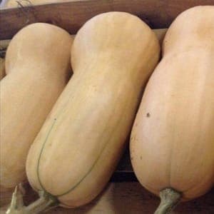 courge butternut bio