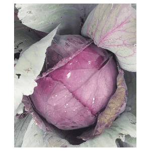 Choux cabus rouge