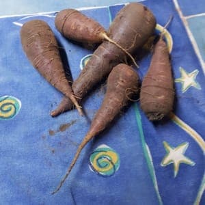 Carottes GNIFF (peau violette et chair violette et blanche)