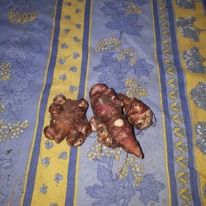 Topinambours (OUVRIR L'ARTICLE POUR AVOIR ACCES A LA FICHE RECETTE)