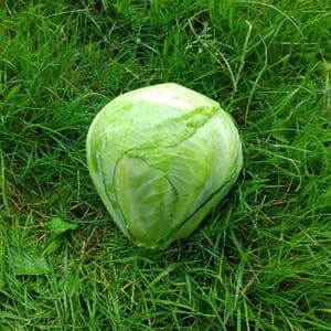 CHOU POMME BLANC