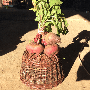 *Betterave Botte