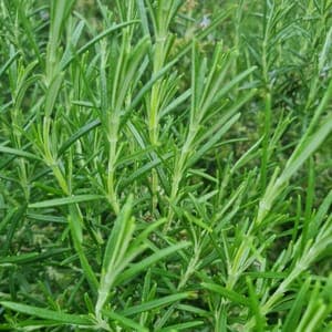 Bouquet de romarin frais