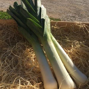 POIREAUX (780 grammes)