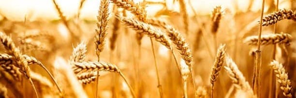 Bannière de EARL La Croix blanche