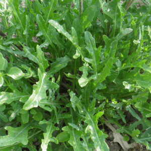 roquette