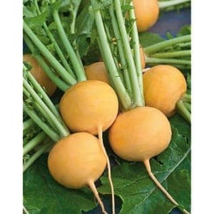 Navet jaune boule d'or