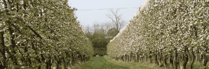 Bannière de SCEA ARBIODYN