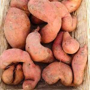 Patate douce