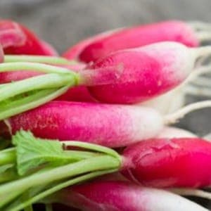 Radis roses à bout blanc