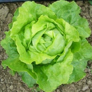 Salade - SoloBio