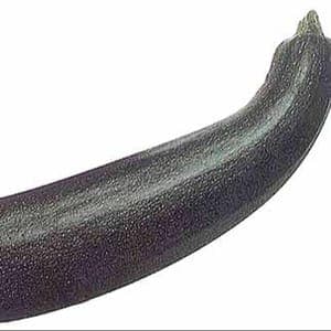 Courgette à soupe
