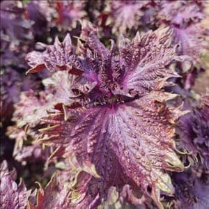 Shiso pourpre