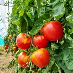 La Fabrik' à Légumes #6