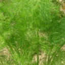 Plant_Aneth - Godet